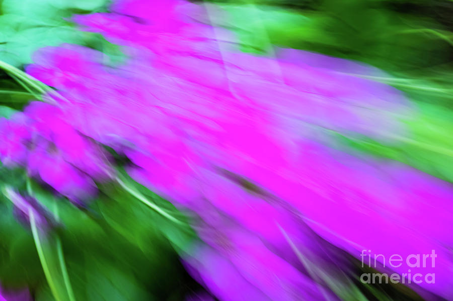 Abstract background of unfocused flowers with movement, and intense and saturated colors. Photograph by Joaquin Corbalan