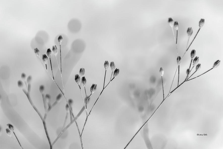 Abstract Black And White Plant Photograph by Christina Rollo