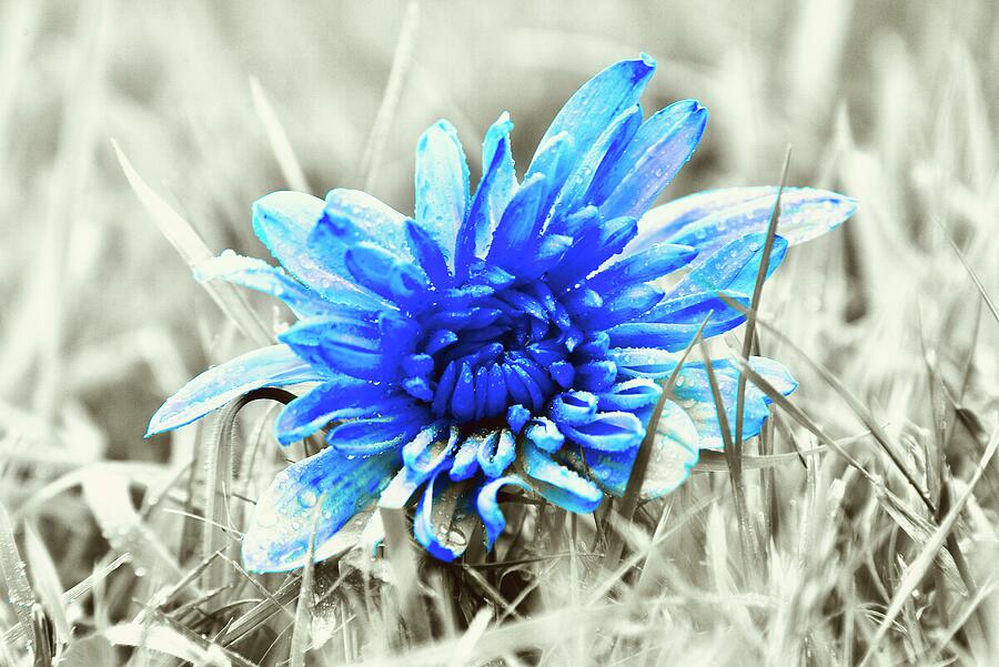 Abstract Blue Flower  Photograph by Neil R Finlay