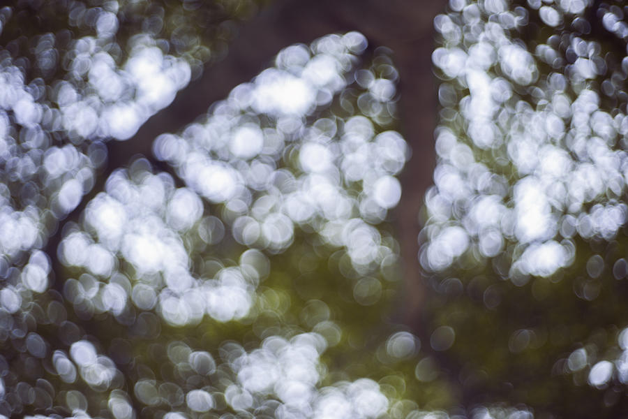 Abstract blur and bokeh of tree and natural scene Photograph by IttoIlmatar