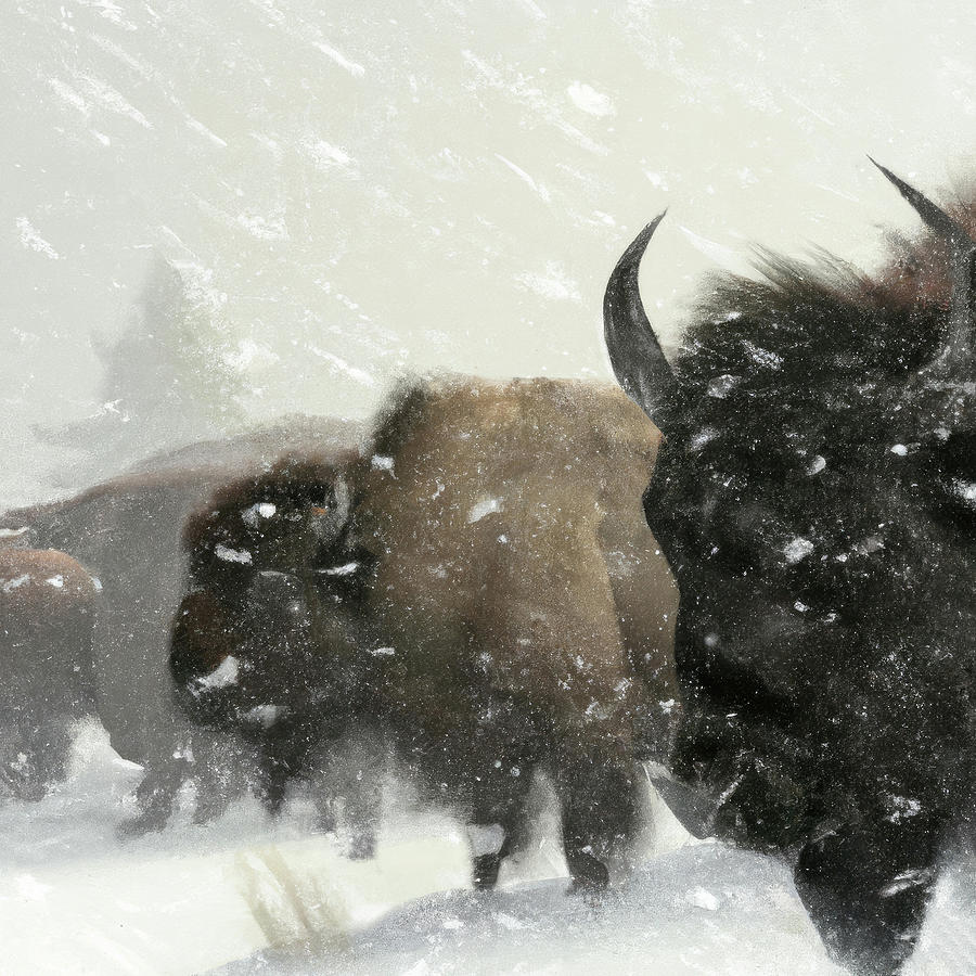 abstract  buffalo herd in snowstorm #buyintoArt Photograph by Steve Estvanik