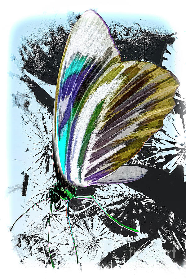 Abstract Butterfly Digital Art by Anthony Ellis