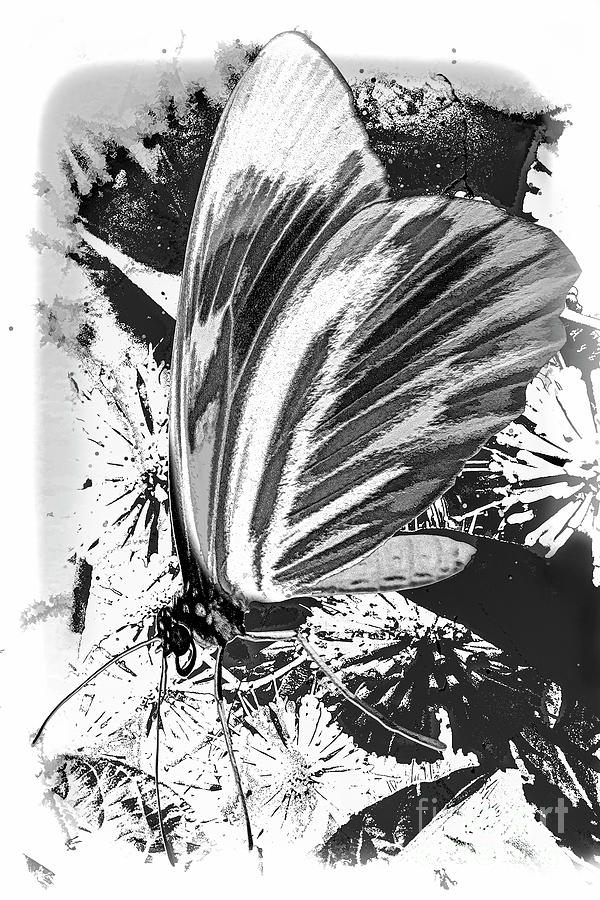 Abstract Butterfly - Monochrome Digital Art by Anthony Ellis