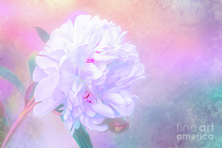 Abstract Candy Colored Peony Photograph by Anita Pollak