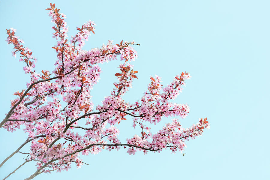 Abstract Cherry Blossom Tree Photograph by Svetlana Sewell | Pixels