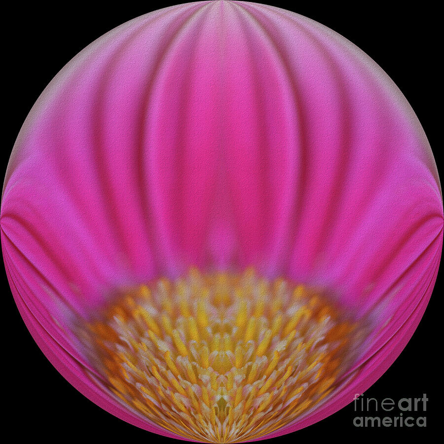 Abstract Chrysanthemum Orb Photograph by Yvonne Johnstone