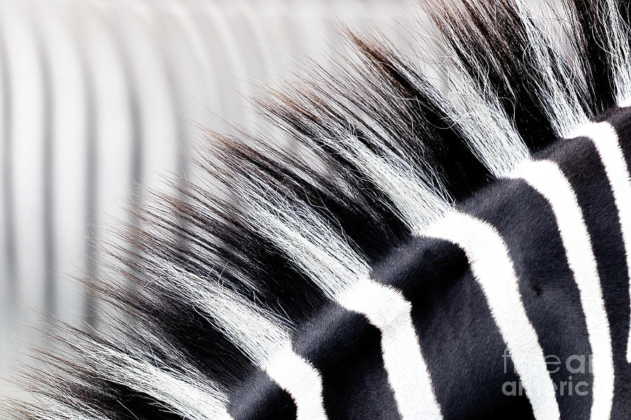 Abstract closeup showing the black and white striped mane of a z Photograph by Jane Rix