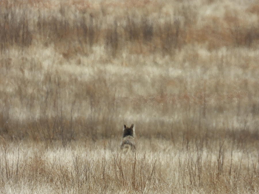 Abstract Coyote Photograph by Amanda R Wright