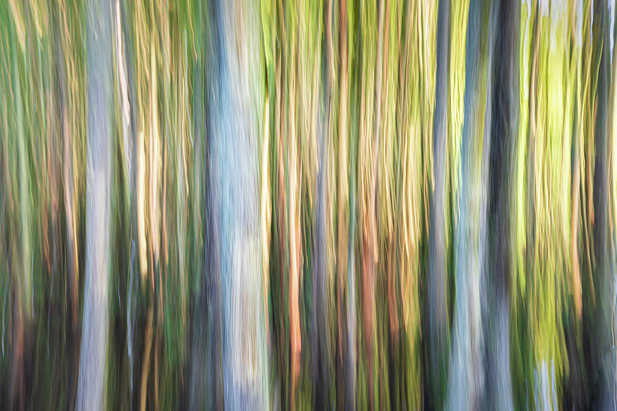 Abstract Cypress Trees Photograph by Jordan Hill