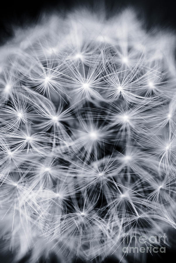 Abstract Dandelion  Photograph by David Lichtneker