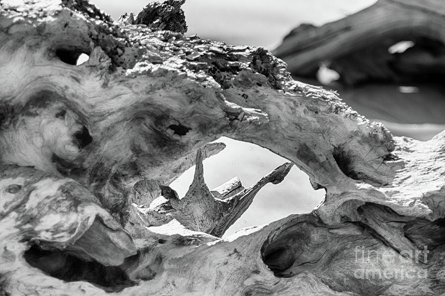 Abstract Driftwood 2 Photograph