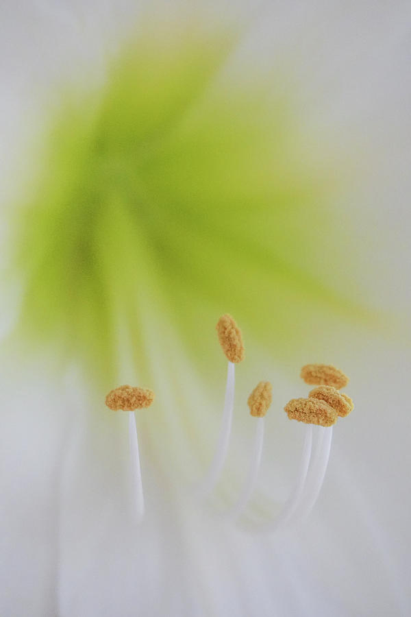 Flower Photograph - Abstract Easter Lily Floral by Juergen Roth