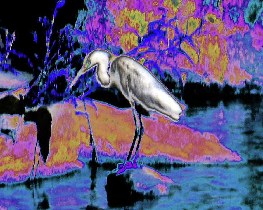 Abstract Egret Photograph by Andrew Lawrence