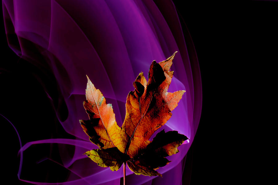 Abstract fall colors Photograph by Sven Brogren