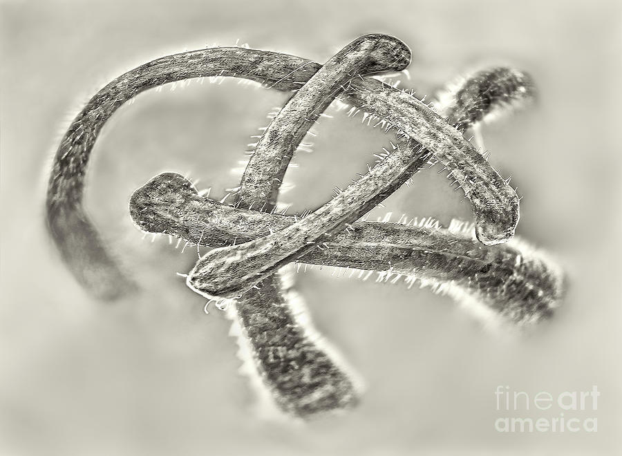 Abstract Interwoven Fists Macro-photography Of Aquilegia Flower From The Back In Sepia Photograph by Tatiana Bogracheva