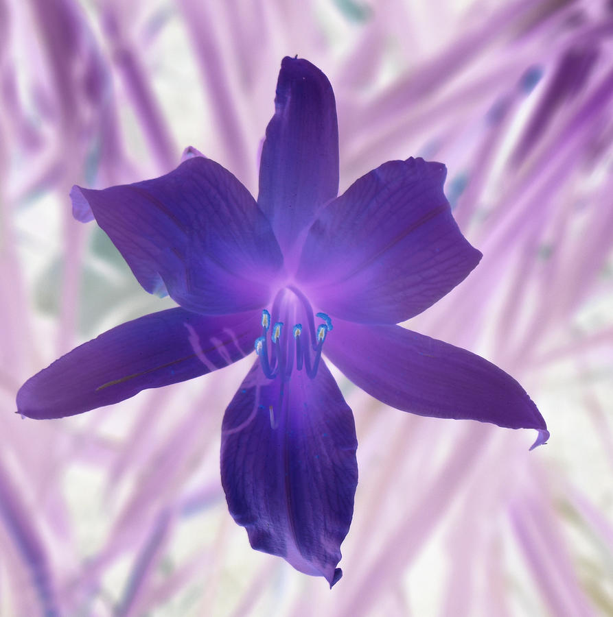 Abstract Flower In Purple Photograph