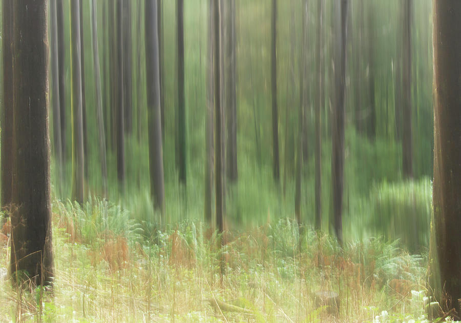 Abstract Forest Photograph by Cheryl Day