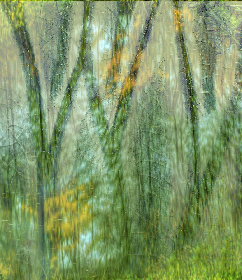 Abstract Forest Photograph by Kathy Paynter