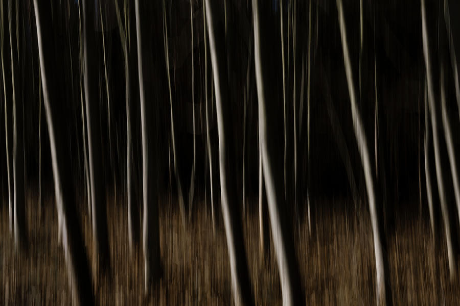 Abstract Forest - Fine Art Photography Print Photograph by Martin Vorel Minimalist Photography