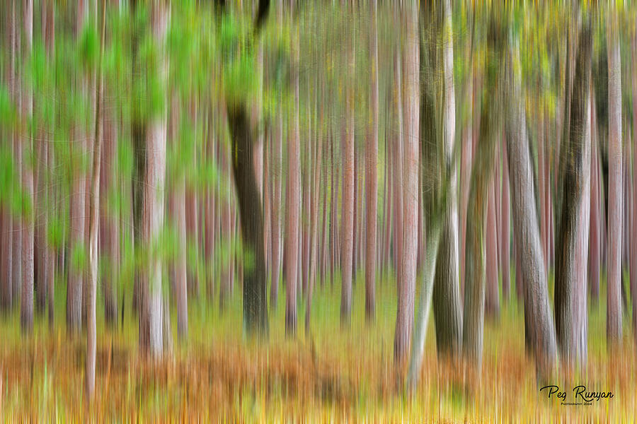 Tree Photograph - Abstract Forest by Peg Runyan