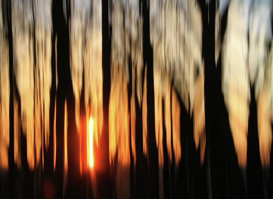 Abstract Forest Sunrise Motion Photograph by Dan Sproul