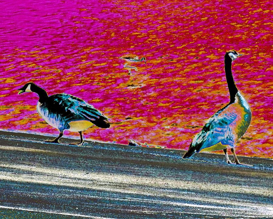 Abstract Geese Photograph by Andrew Lawrence