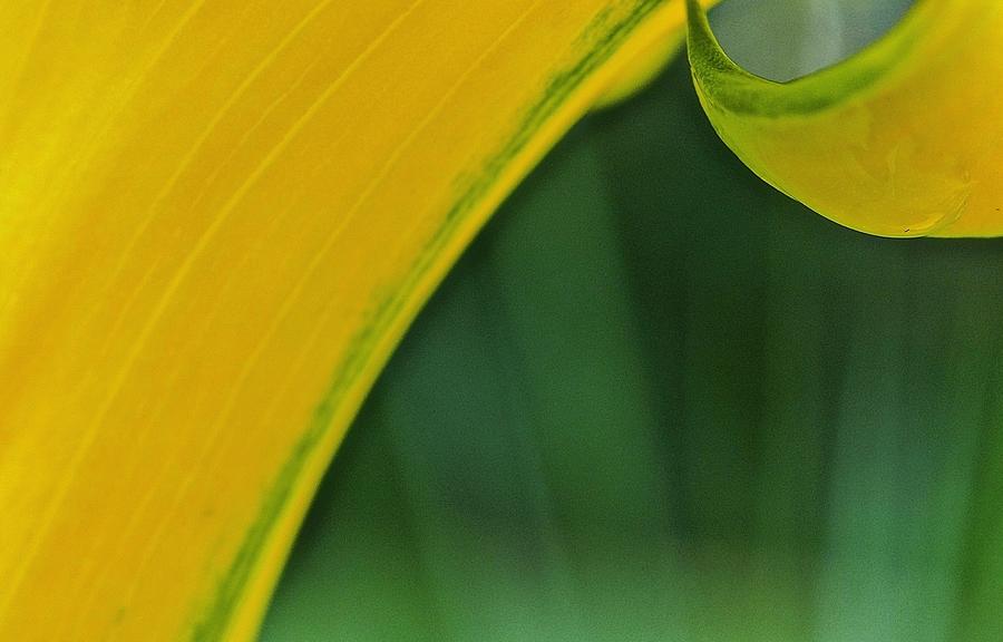 Abstract Gold And Green Photograph by Alida M Haslett