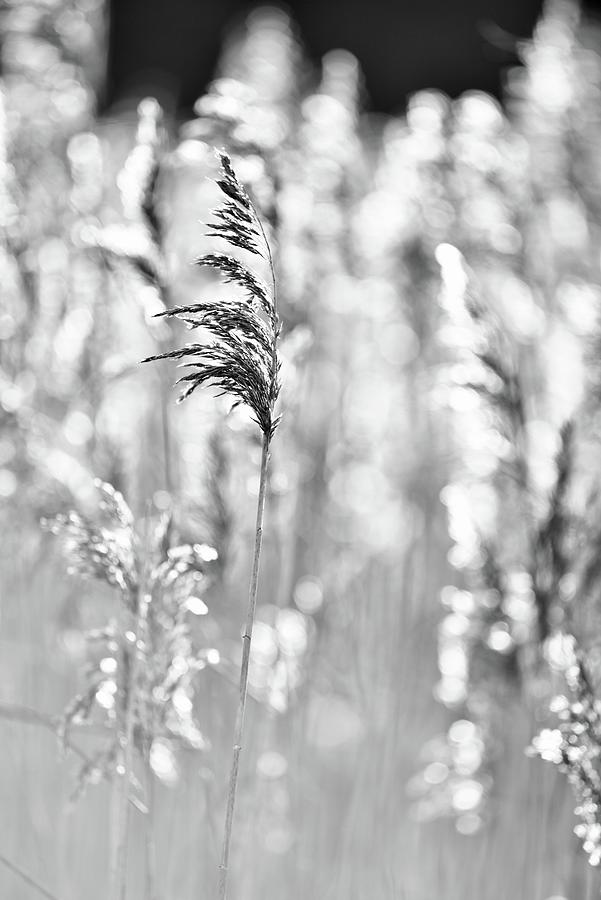 Abstract Grass Mono Photograph