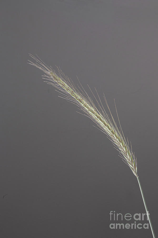 Grass On Grey Background01 Photograph