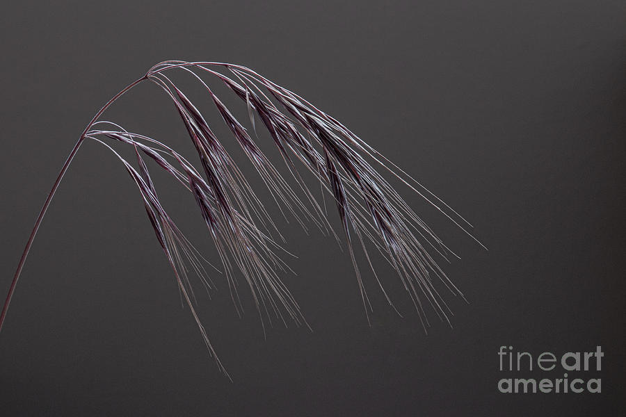 Grass On Grey Background Photograph