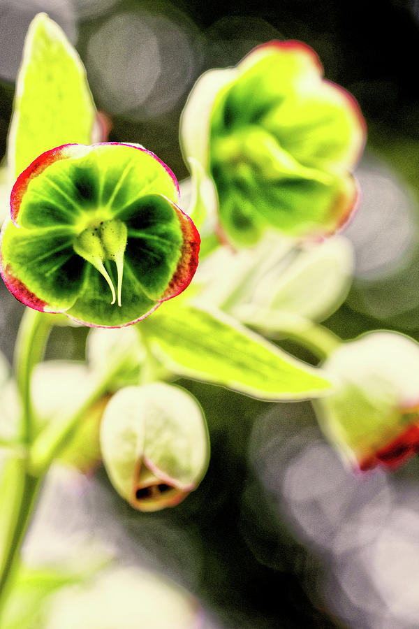 Abstract Hellebore Photograph