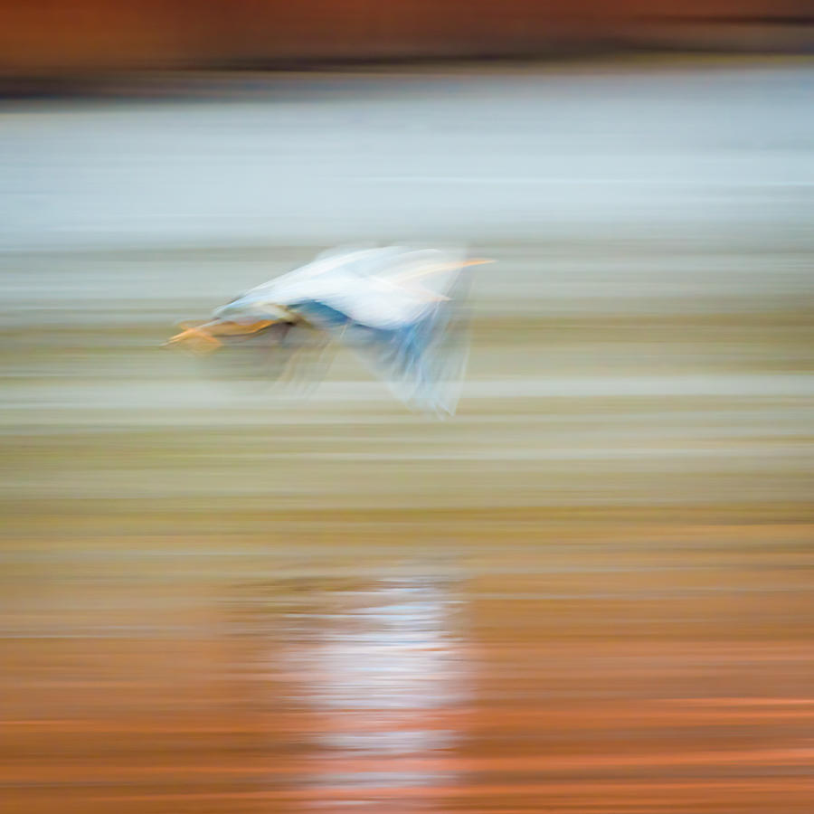 Abstract Heron Photograph by David Downs