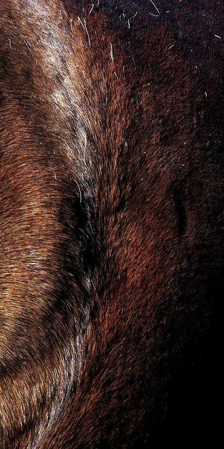 Abstract Horse Face 2 Photograph by Jerry Sodorff