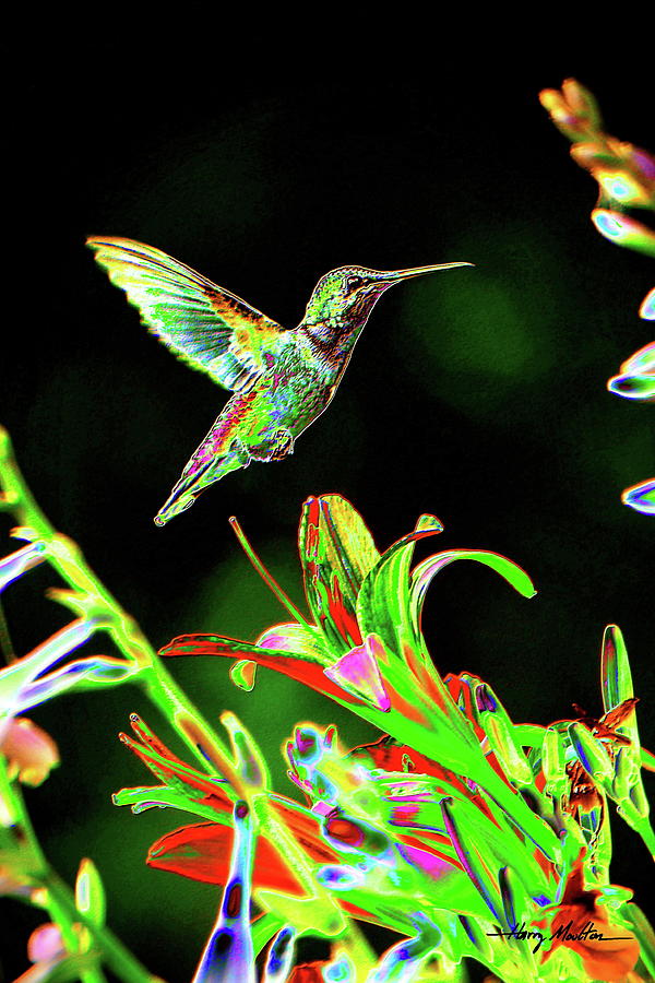 Abstract Humming Bird Photograph by Harry Moulton