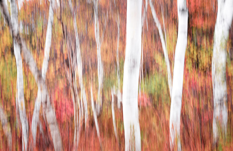 Abstract Impressions Vermont Birch Forest  Photograph by TS Photo