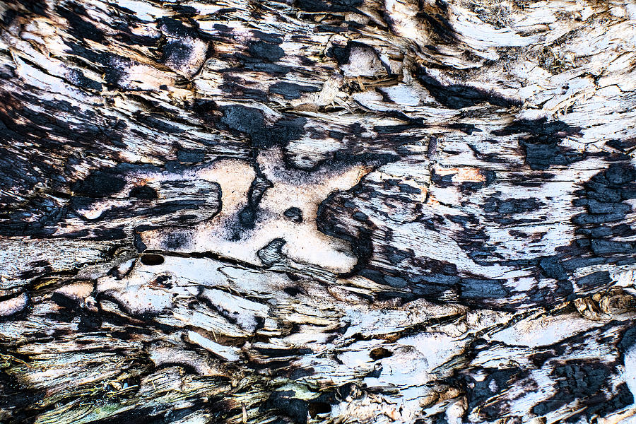 Abstract in Burned Tree Root Photograph by Kim Lessel