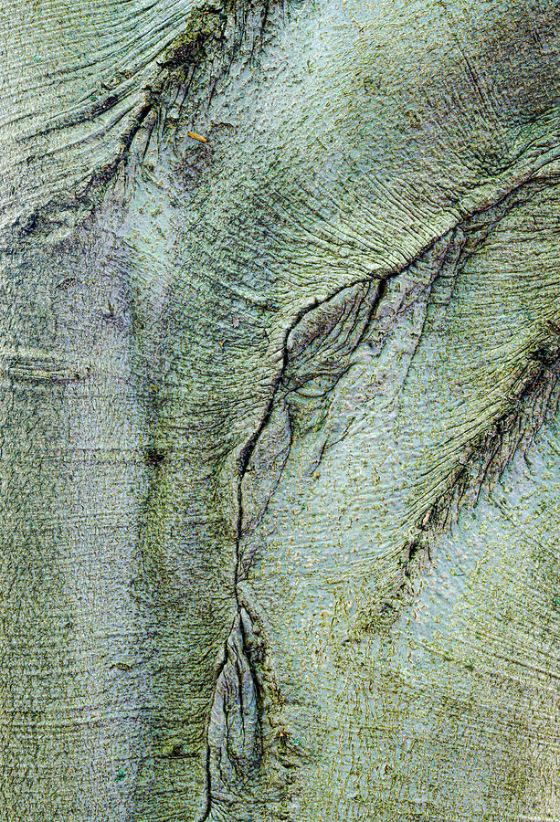 Abstract In The Tree Bark Photograph by Gary Slawsky