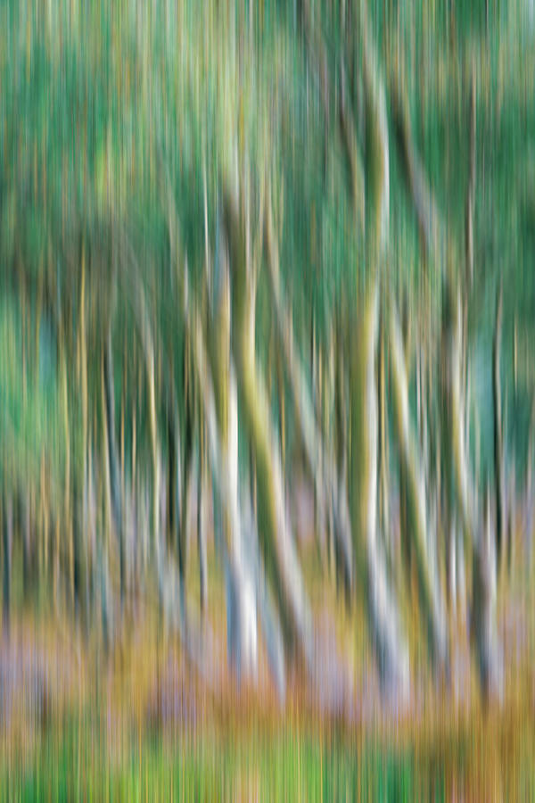 Abstract interpretation of Silver Birch trees Photograph by Sue Leonard