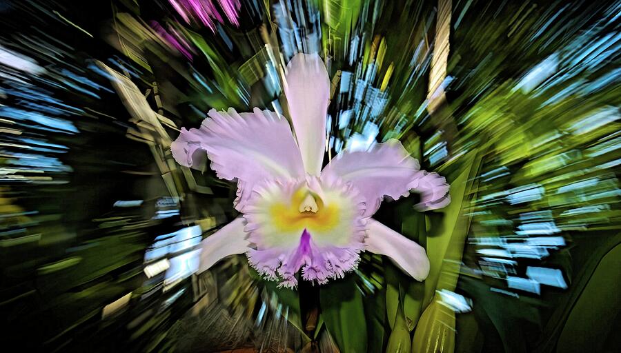 Iris Photograph - Abstract Iris by Randy J Heath