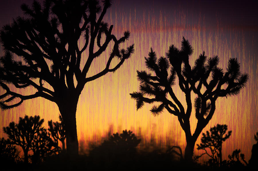 Abstract Joshua Trees at sunset Photograph by Kjell Linder