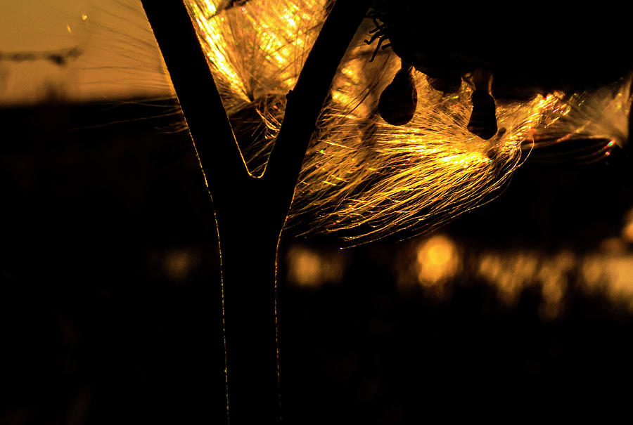 Abstract Light and Nature Photograph by Sandra Js