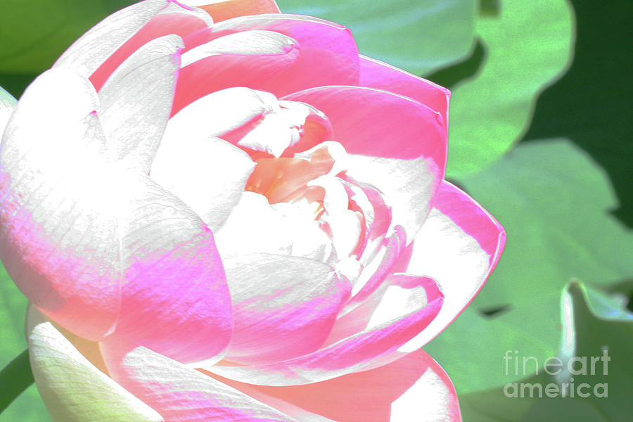 Abstract Lotus Blossom #4 Photograph by Tina Uihlein