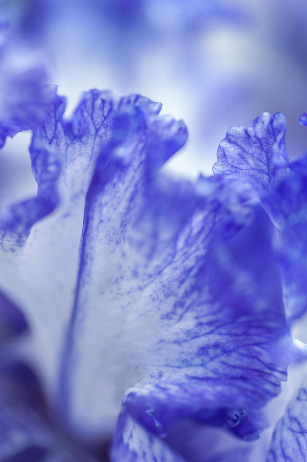 Abstract Macro Of Iris Ink Patterns 2 Photograph by Jenny Rainbow