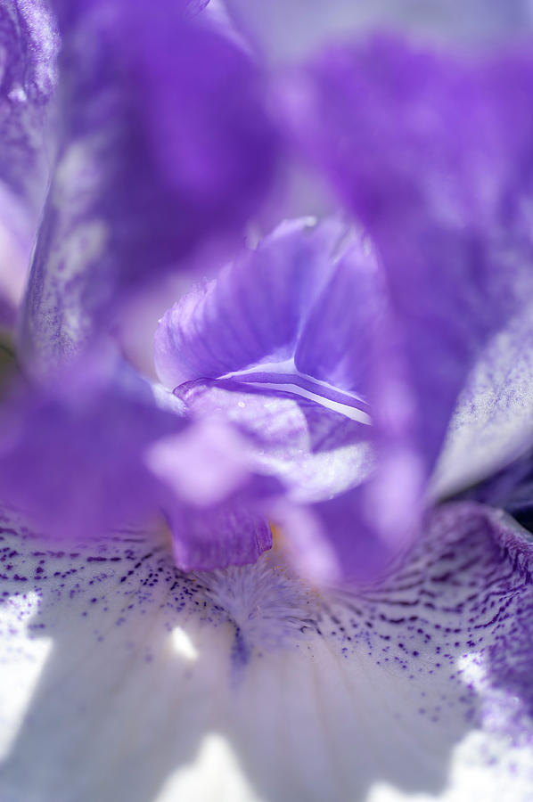 Abstract Macro Of Iris Jesse Song 1 Photograph by Jenny Rainbow