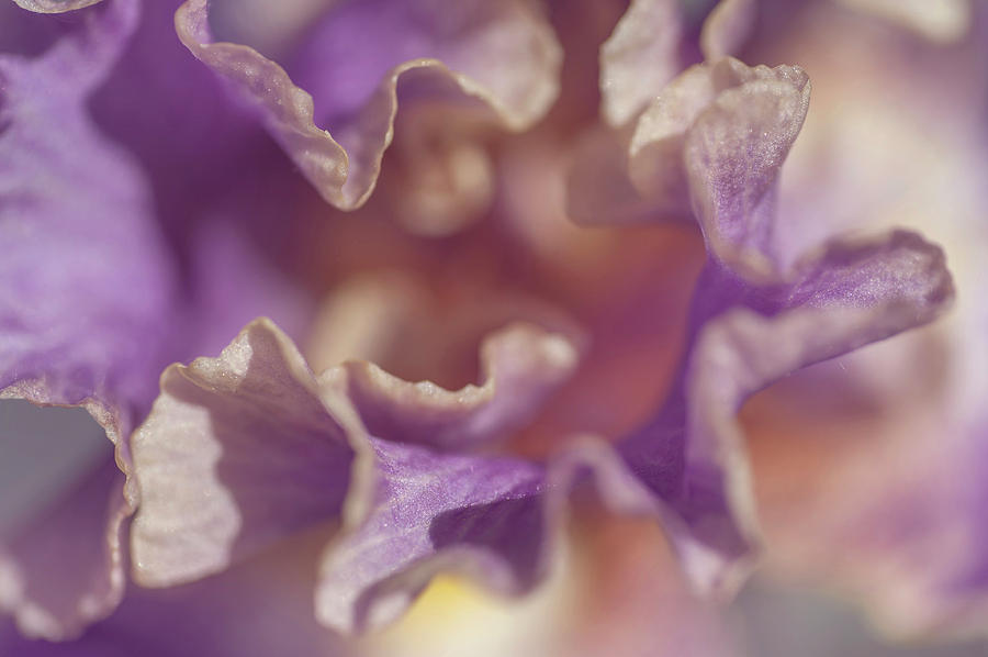 Abstract Macro Of Iris Lip Service Photograph by Jenny Rainbow