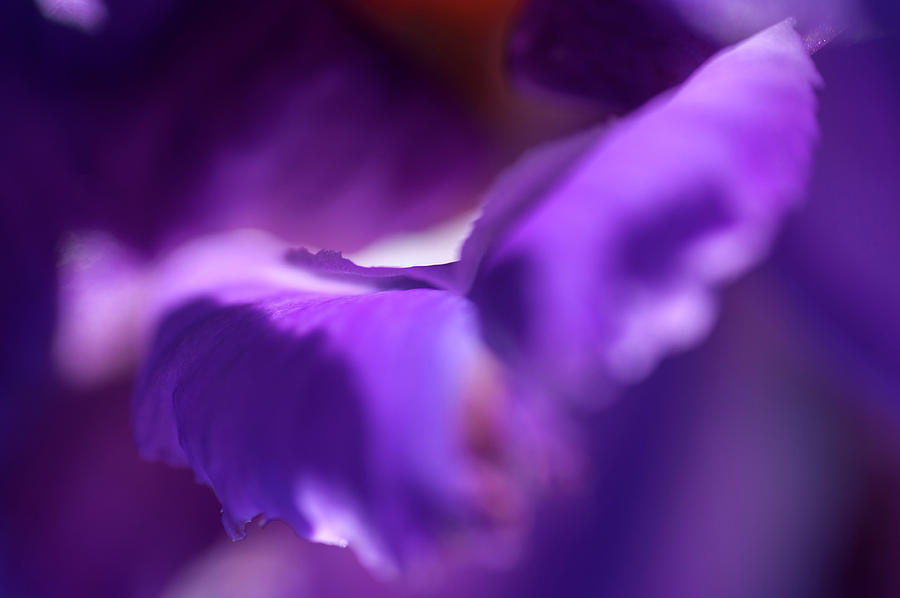 Abstract Macro Of Iris Local Color 1 Photograph by Jenny Rainbow