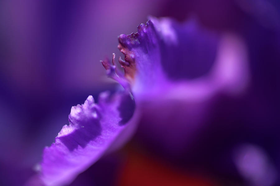 Abstract Macro Of Iris Local Color 2 Photograph by Jenny Rainbow