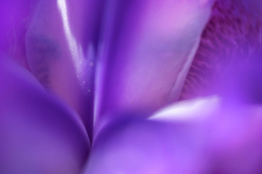 Abstract Macro Of Iris Local Color 3 Photograph by Jenny Rainbow