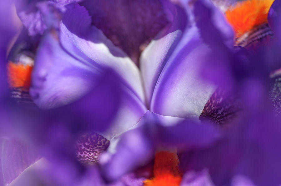 Abstract Macro Of Iris Local Color 4 Photograph by Jenny Rainbow