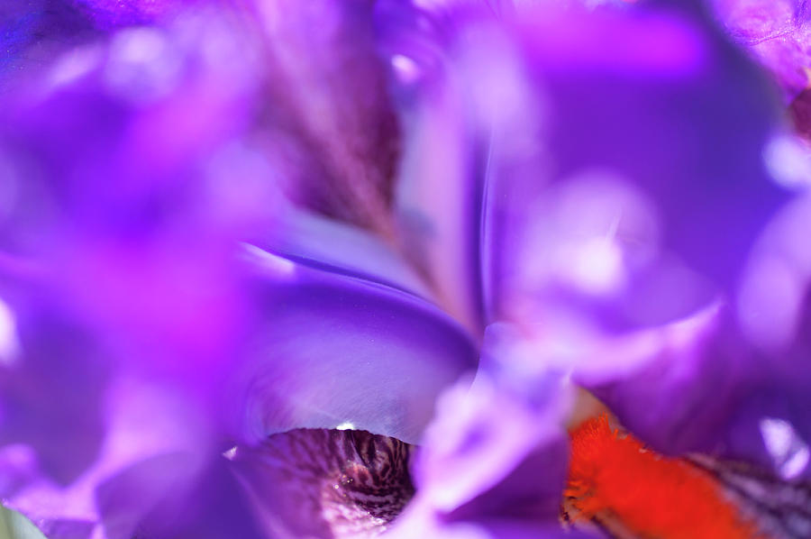 Abstract Macro Of Iris Local Color Photograph by Jenny Rainbow